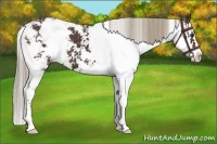 Horse Color:Liver Chestnut Sabino Appaloosa 