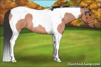 Horse Color:Bay Roan Tobiano