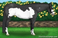 Horse Color:Black Frame 
