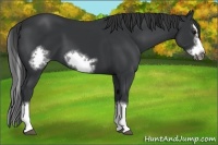 Horse Color:Black Sabino Splash Frame