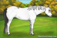 Horse Color:White Spotted Bay Splash Frame