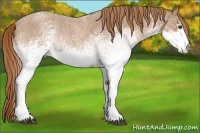Horse Color:White Spotted Red Roan 