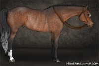 Horse Color:Bay Rabicano 