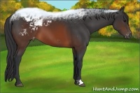 Horse Color:Brown Appaloosa 