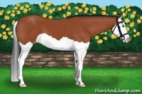 Horse Color:Bay Splash 
