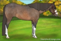 Horse Color:Buckskin Varnish