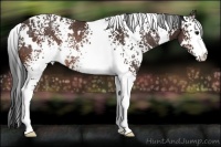 Horse Color:White Spotted Brown Rabicano
