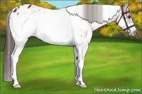Horse Color:White Spotted Bay Frame Appaloosa 