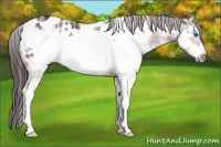 Horse Color:White Spotted Bay Frame Appaloosa