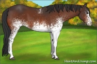 Horse Color:White Spotted Bay 