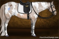 Horse Color:White Spotted Buckskin Appaloosa 