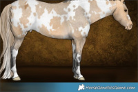 Horse Color:White Spotted Buckskin Appaloosa 