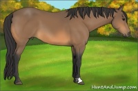 Horse Color:Buckskin 