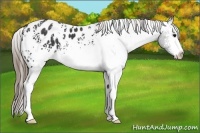 Horse Color:White Spotted Smoky Black Appaloosa 