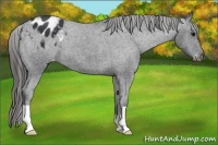Horse Color:Black Appaloosa