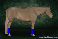 Horse Color:Chocolate Palomino 