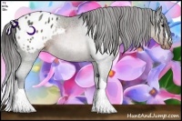 Horse Color:Brown Appaloosa Rabicano