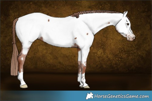 Horse Color:Chestnut Appaloosa 