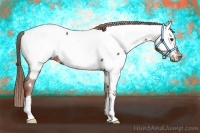 Horse Color:Chestnut Appaloosa 