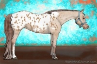 Horse Color:Bay Dun Appaloosa 