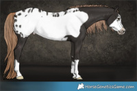 Horse Color:Liver Chestnut Frame Appaloosa
