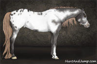 Horse Color:Liver Chestnut Frame Appaloosa 