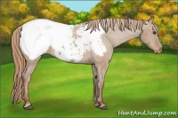 Horse Color:Red Dun Appaloosa
