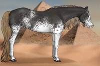 Horse Color:White Spotted Liver Chestnut 