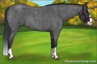 Horse Color:Blue Roan Splash 