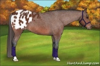 Horse Color:Bay Appaloosa