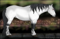 Horse Color:Buckskin Chinchilla  and Buckskin Chinchilla 