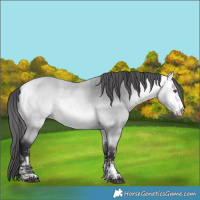 Horse Color:Buckskin Chinchilla  and Buckskin Chinchilla 