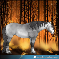 Horse Color:Buckskin Chinchilla  and Buckskin Chinchilla 