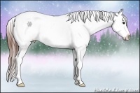 Horse Color:Bay Splash Tobiano Varnish