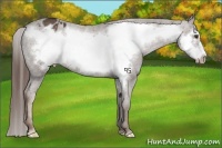 Horse Color:Liver Chestnut Frame Appaloosa