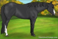 Horse Color:Black Frame 