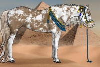 Horse Color:Liver Red Dun Sabino 