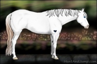 Horse Color:White Spotted Buckskin Sabino Frame Appaloosa 