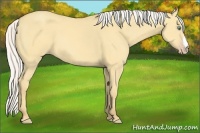 Horse Color:Silver Amber Cream Champagne Dun 