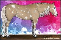 Horse Color:White Spotted Silver Smoky Black Splash 