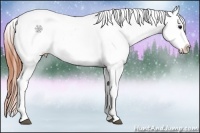 Horse Color:White Spotted Bay Dun Snowcap 