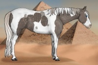 Horse Color:Silver Black Splash Tobiano 