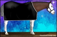 Horse Color:Bay Splash 