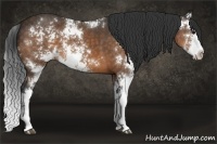 Horse Color:Buckskin Sabino 
