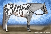 Horse Color:Brown Appaloosa