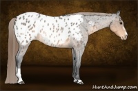 Horse Color:Buckskin Roan Sabino Appaloosa