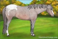 Horse Color:Bay Sabino Snowcap 