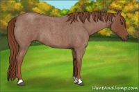 Horse Color:Red Roan
