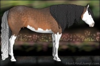Horse Color:Buckskin Splash 