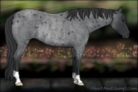 Horse Color:Blue Roan Rabicano